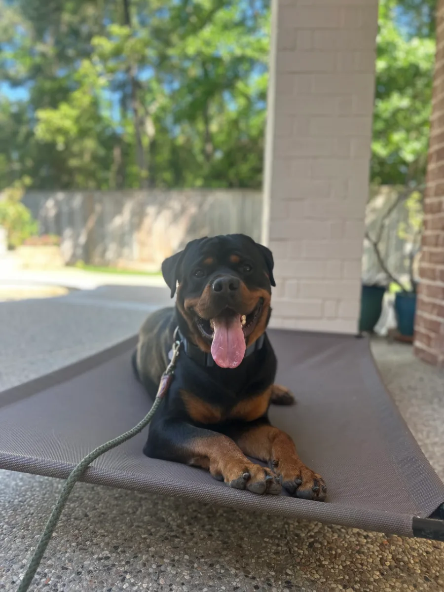 Safe Paws dog