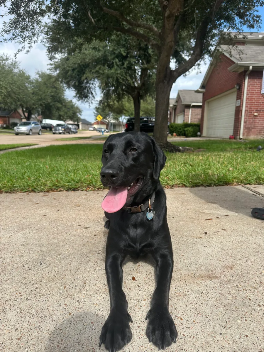 Safe Paws dog
