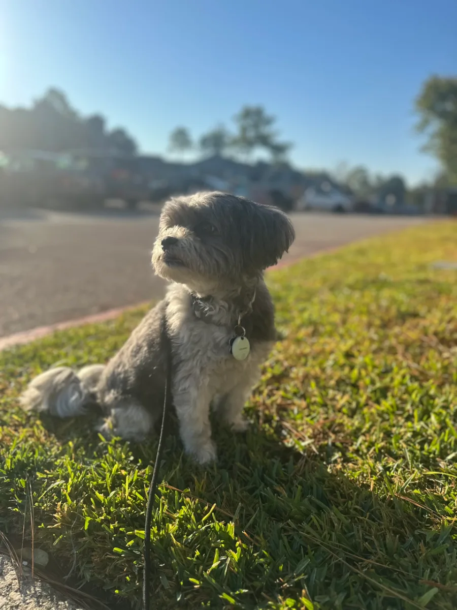 Safe Paws dog